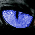 oko-1288471574.png
