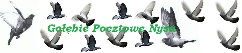 GO��BIE POCZTOWE NYSA