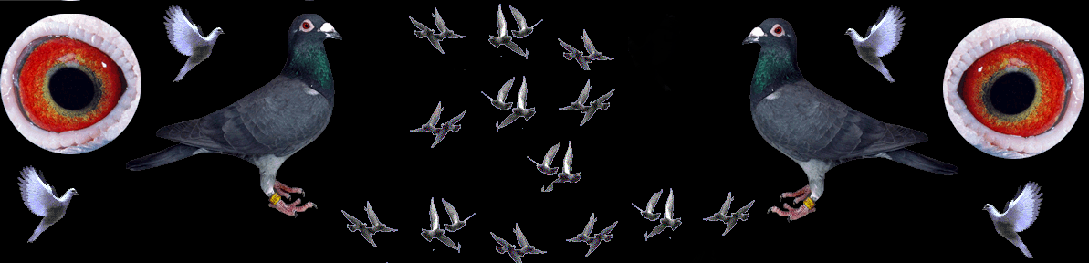 PZHGP 0456 ODDZIA� NYSA 2