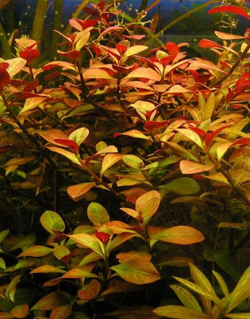 [Obrazek: Ludwigia_repens___Ludwigia_p_o__ca-1375377158.jpeg]