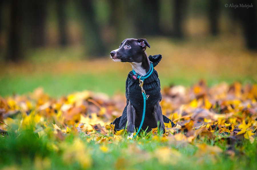 10750277_888657094492900_187726023043994