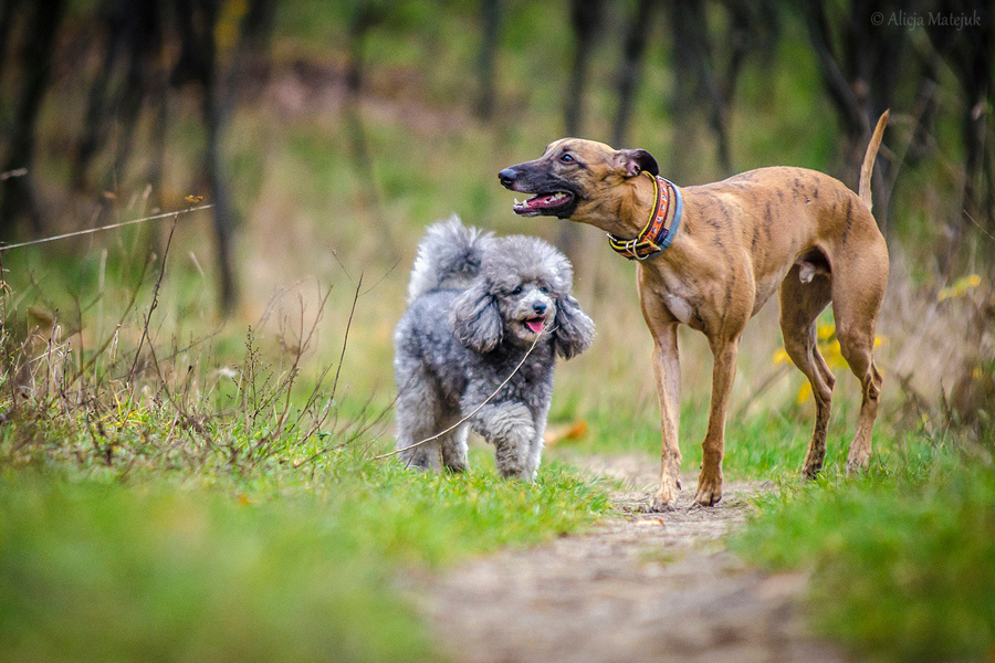 10668995_891449924213617_118934761950747