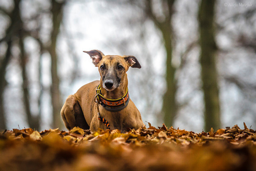 10733908_891450080880268_772453000145226