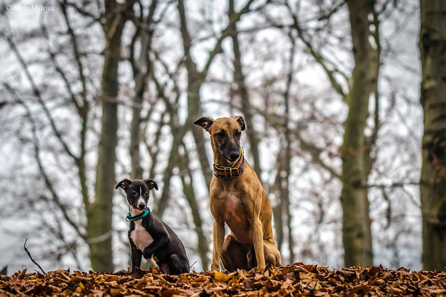 10750123_891450127546930_686812072704081