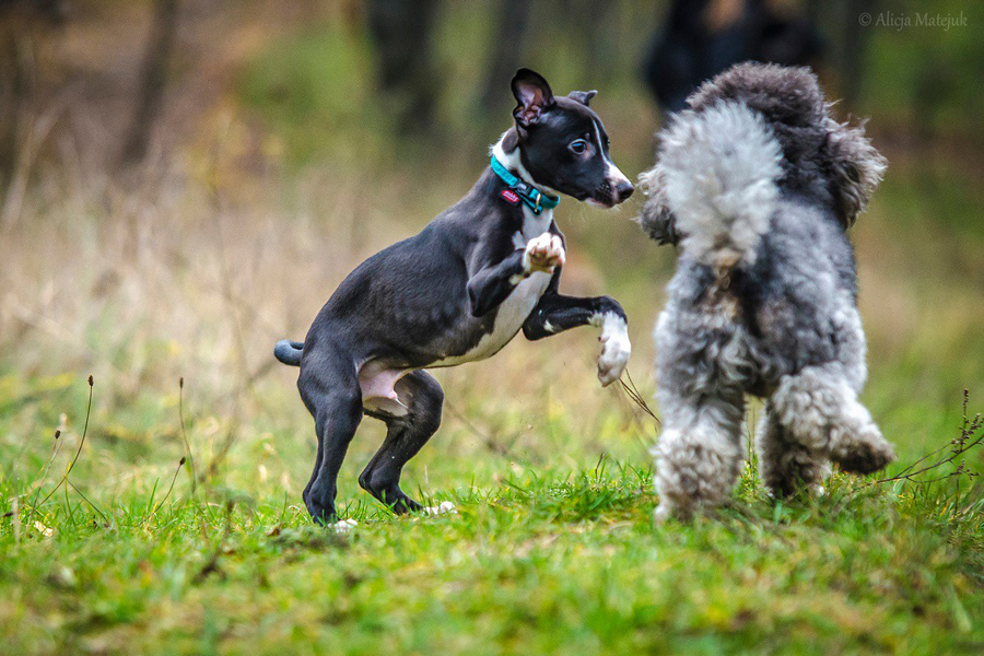 1493472_891450000880276_1805159194622227